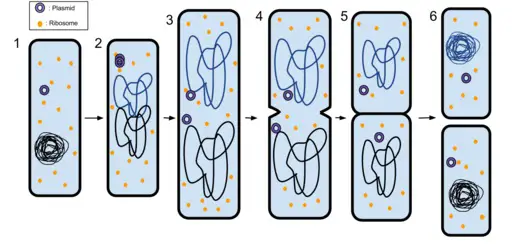 Cell Membrane Functions | in cell division