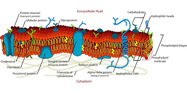 Composition of the Cell Membrane and Functions