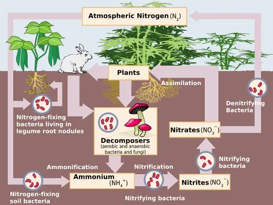 beneficial bacteria