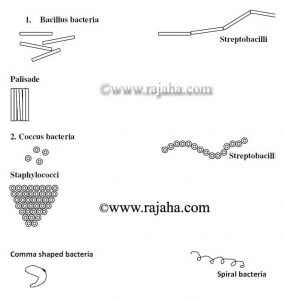 Classification of Bacteria by Shapes & Characteristics