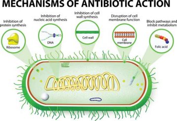 antibiotics antibiotic mechanisms antimicrobials transcription medical kill studyread