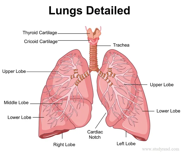 Lungs anatomy