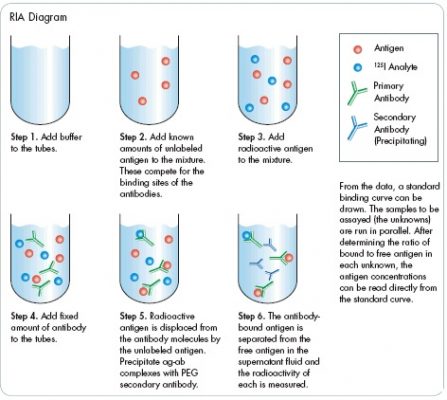 RadioImmunoAssay| The Principle And Procedure Of RIA