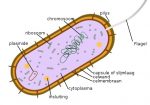 15 Difference Between Bacterial Cell and Human Cell