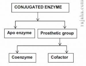 Types of Enzymes | Their Essential Role in the Body