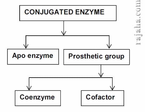 6 Types Of Enzymes