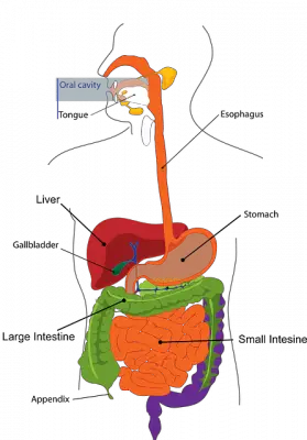 25 Major Organs of the body | A Guide on their locations and Functions