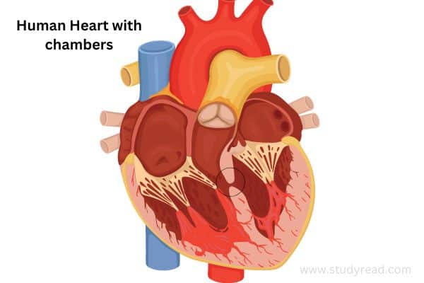 human heart structure