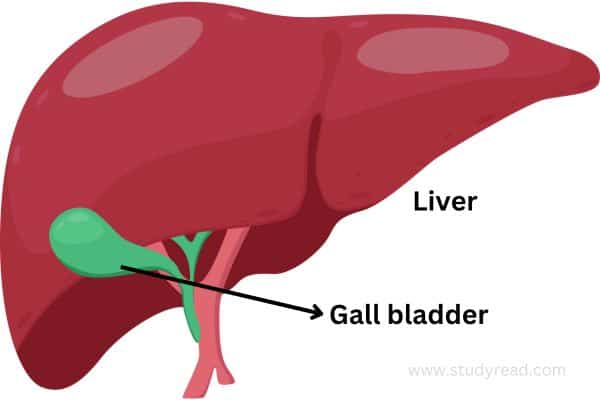 human liver with gall baldder