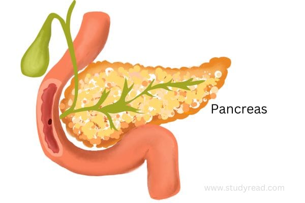 pancreas