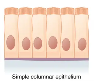 Simple columnar epithelium