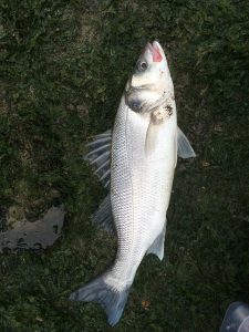 fish 1