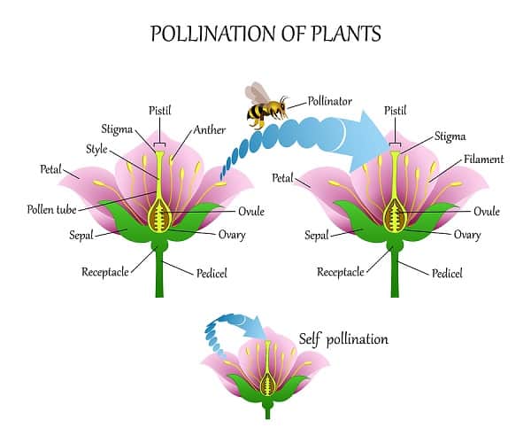 What Is Pollination | 5 Types With Examples And Agents Involved