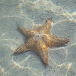 star fish