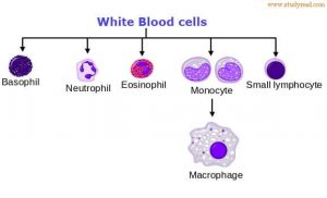 3 Types of Blood Cells with normal count & Functions in Body