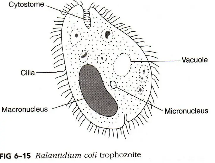 Examples of Protozoa with Detailed Characters & Pictures