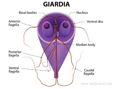 giardia