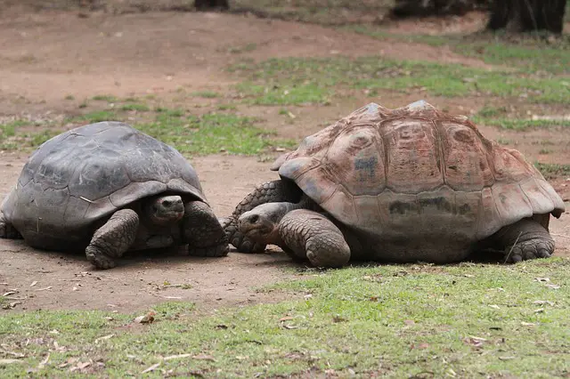 tortoises