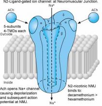 Nicotinic receptors| Their Types, properties and functions in the body