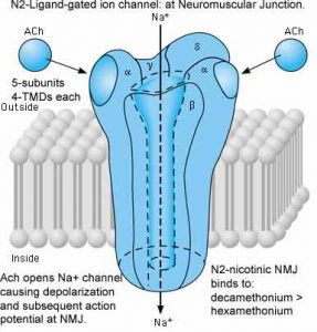 Nicotinic Receptors