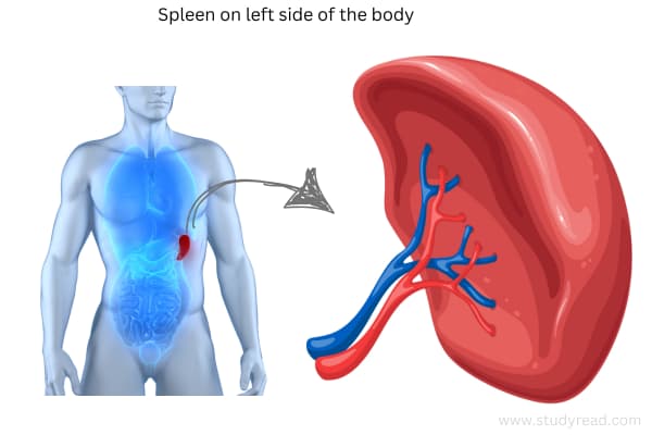 Spleen shown on left of human body