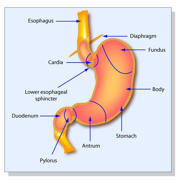 12-organs-on-left-side-of-body-with-pictures-and-functions