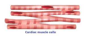 14 Types of Cells in Human Body & their Important Functions