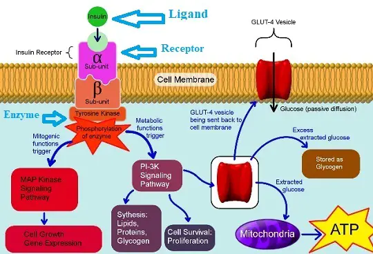 What Are The Essential Parts Of A Signaling Pathway