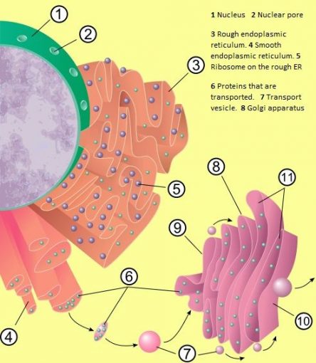 How is the Nucleus Involved in Protein Synthesis | 3 Major Roles