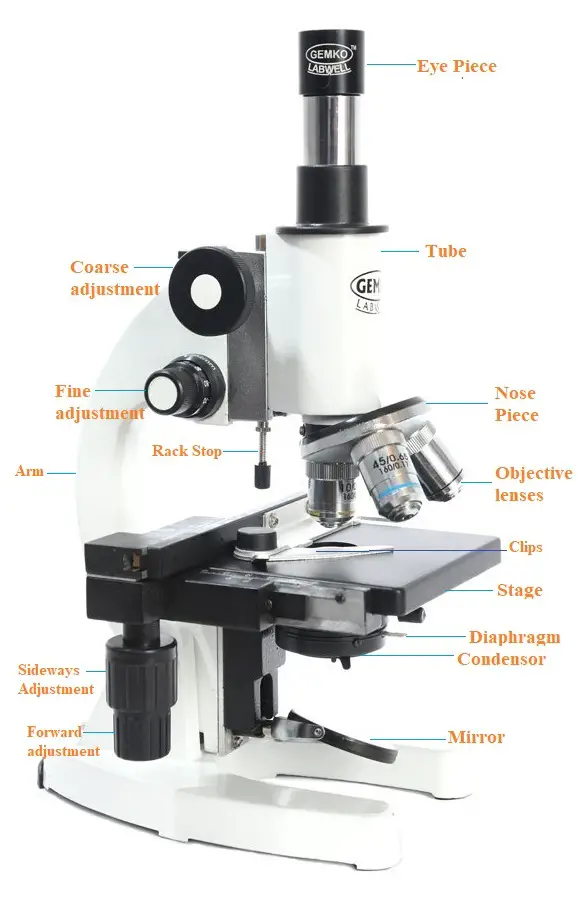 15 Parts Of A Compound Microscope