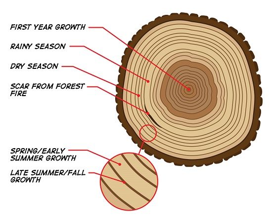 Facts about plants | Trunk rings indicate age of plant