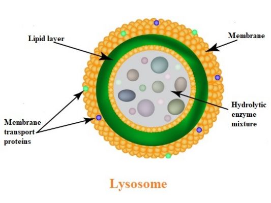 which-one-of-the-following-organelles-is-the-garbage-disposal-system-of