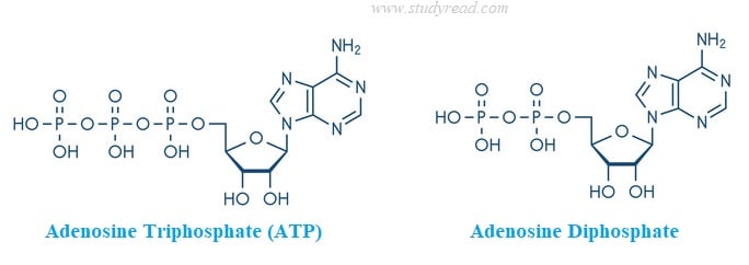 how-are-atp-and-adp-related-in-energy-and-function