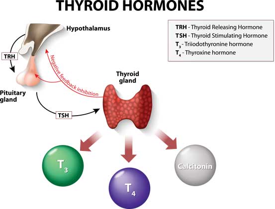 How Hormones Work ? Their Mechanism and Inhibition