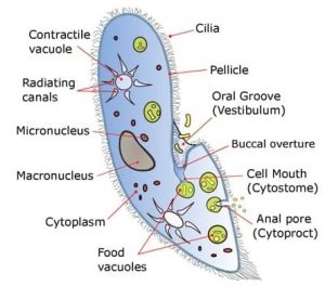 Do Unicellular Organisms have a Nucleus ? Yes and No