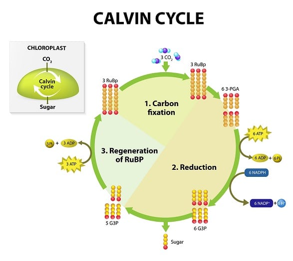 what-photosynthesis-means-to-you-photosynthesis-medical-knowledge