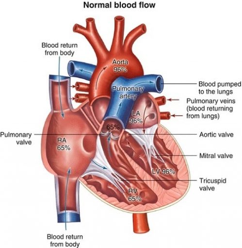 A Guide on the Structure of heart, its Chambers and valves