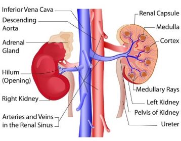 A Guide to the Structure of kidney, Nephron and Functions with Pictures