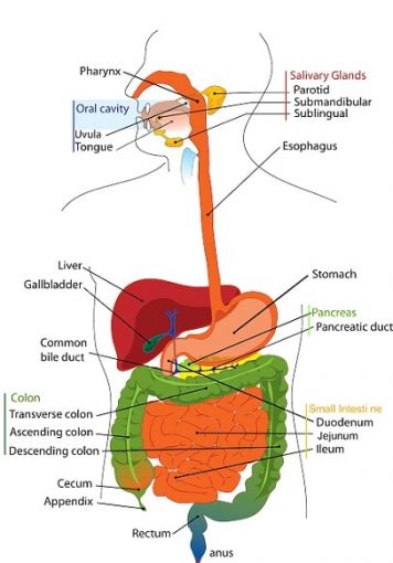 Liver Anatomy, Histology and its Functions in Detail