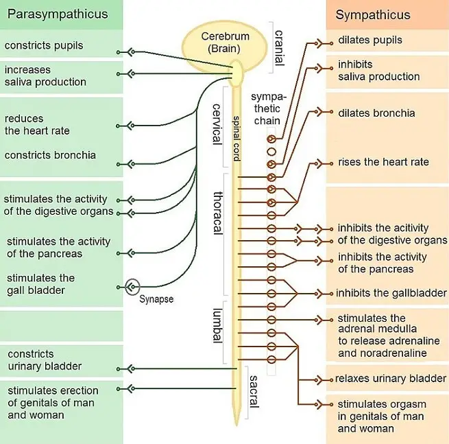 autonomic nervous system vs. somatic nervous system