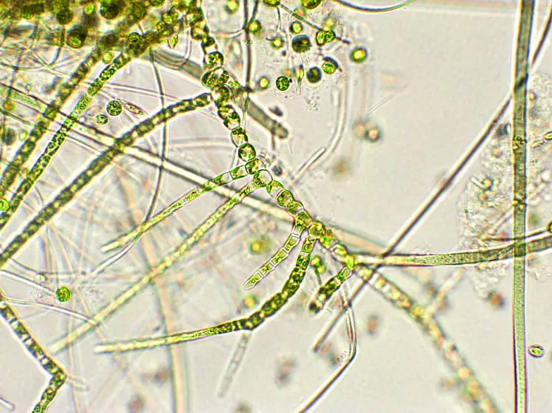 Algae are thalophytes of plant kingdom.