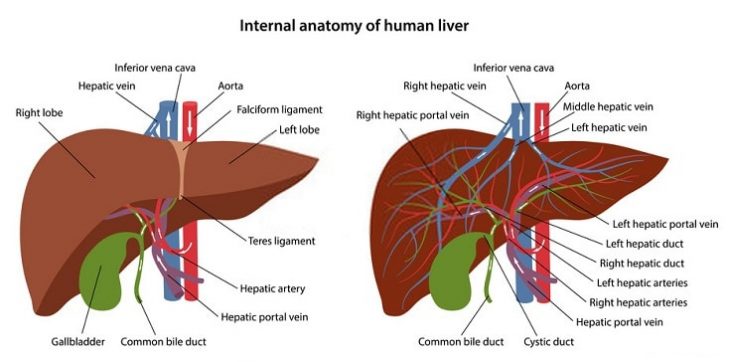 Anatomy Of Liver