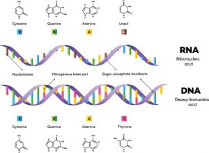 Difference between RNA and DNA in Shape, Chemistry, Function etc.