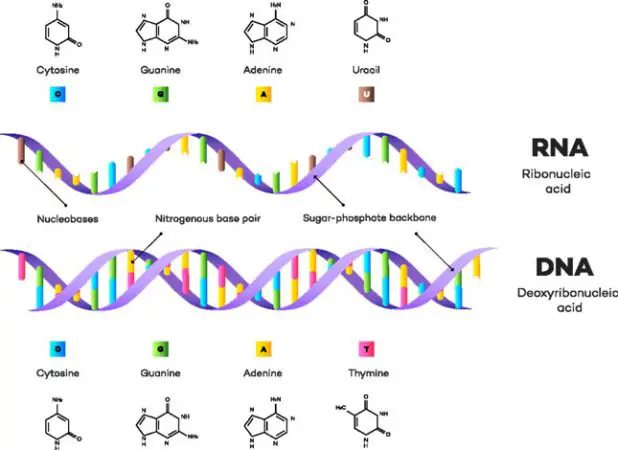 download nucleic acid structure