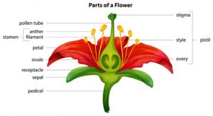 Reproduction in Plants | Their Types and Characters