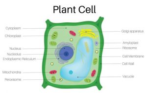 6 Types Of Plant Cells 