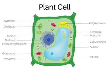 6 Types of plant cells | Their Characteristics, Examples and Functions