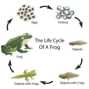 Life Cycle of Frog | Metamorphosis from Tadpole to Adult