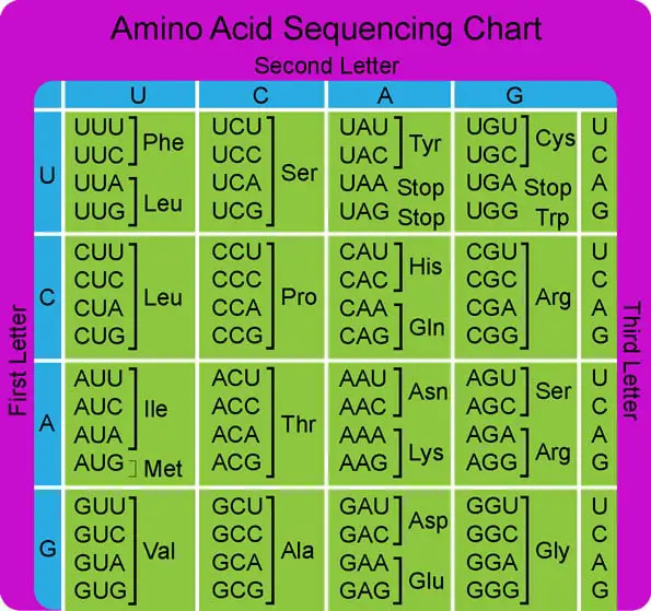 amino acid codons RNA Translation