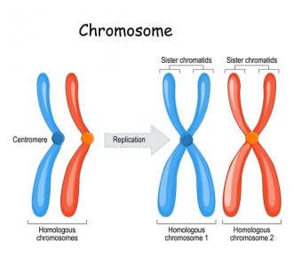 10 Differences Between Chromosomes and Chromatids